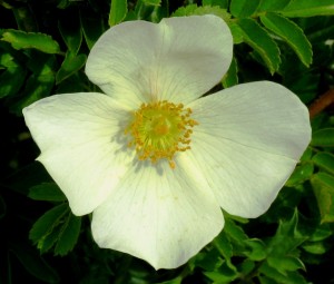 White Wild Rose