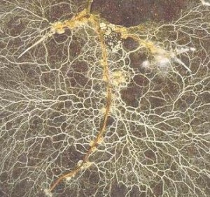 mycorrhizal-fungi